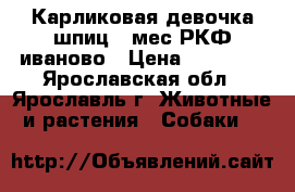 Карликовая девочка шпиц 4 мес РКФ иваново › Цена ­ 25 000 - Ярославская обл., Ярославль г. Животные и растения » Собаки   